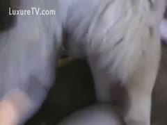 Natural large melons mother I'd like to fuck opens wide for her dogs knot 